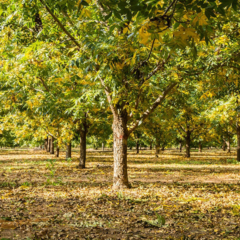 Caddo Pecan tree growing in orchard