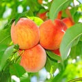 Carored Peaches orange fruit growing on peach tree with green leaves