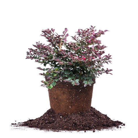 Cerise Charm® Loropetalum Shrub green purple pink shrub