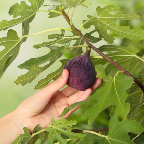 Chicago Hardy Fig Tree dark purple fig growing on fig tree with hand picking it