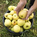 Yellow Dorsett Golden Apple in basket