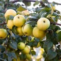 Yellow Ein Shermer Apple on tree