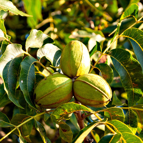 Elliot Pecan green young pecan growing on elliot pecan tree