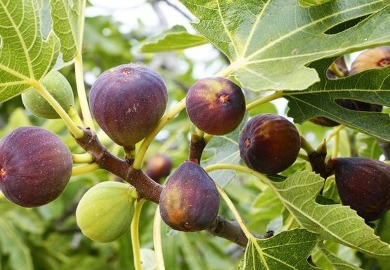 Popular Fig Varieties, All About Figs