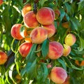 Flordakind Peaches growing on peach tree with green leaves