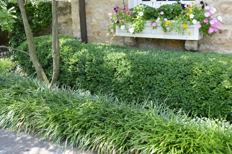 Image of boxwood foundation planting