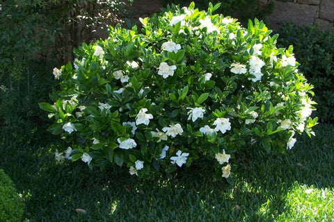 frostproof gardenia as a best gift for plant lover