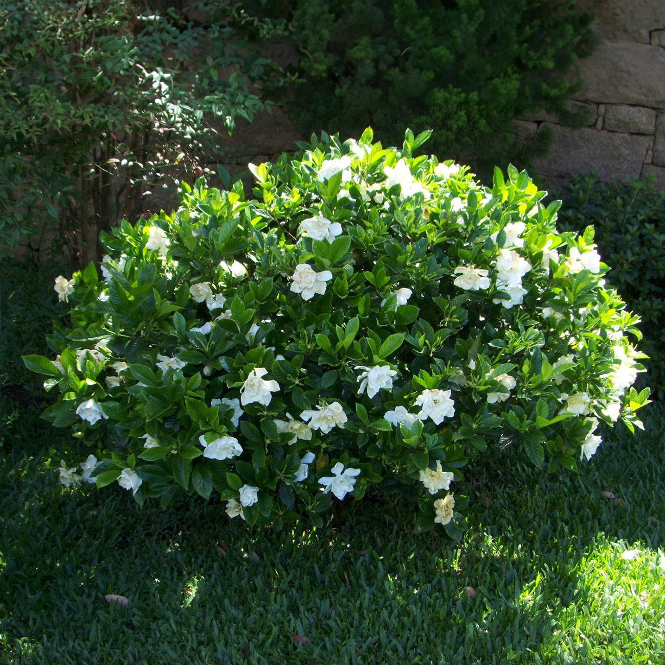 Image of Frost Proof Gardenia Shrub