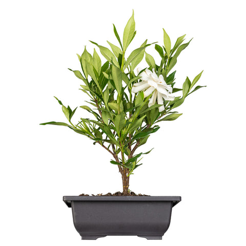 Frost Proof Gardenia Bonsai Tree in pot with white bloom green leaves