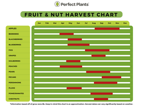 Fruit and Nut Harvest Chart