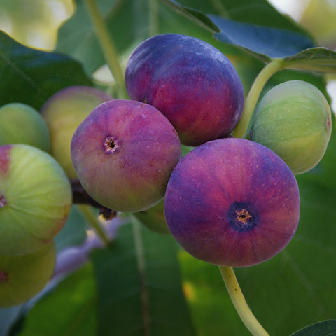 GE Neri Fig Tree bright purple and green figs growing on fig tree