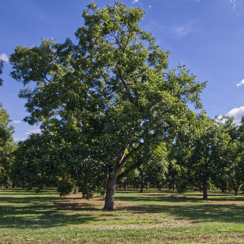 Gafford Pecan tree growing in pecan orchard