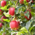 Red Yellow Gala Apple growing on apple tree