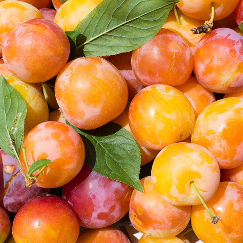 Golden Plum fruit tree yellow orange plum in large pile