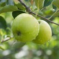 Green Granny Smith Apple wet growing on tree