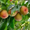 Flordacrest Peaches growing on peach tree with green leaves