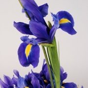 iris wedding blue flowers