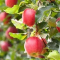 Red Red Jonathan Apple growing on tree