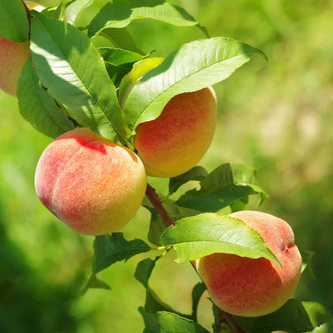 June Gold Peach growing on peach tree with leaves in the sun