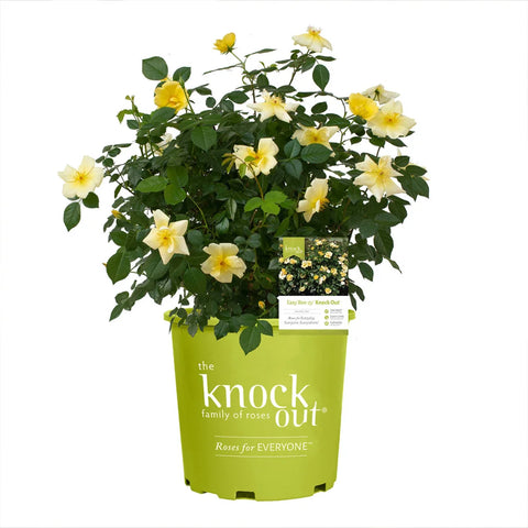 Easy Bee-zy™ Knock Out® Rose Bush in container yellow and white blooms