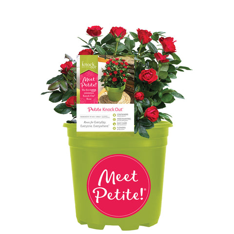 Red Pink Petite Knock Out® Rose Bush in pot for gardening