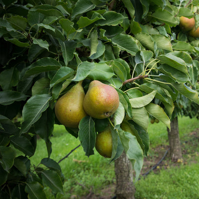 Ein-Shemer Apple Tree For Sale - 4-5ft Bareroot Organic