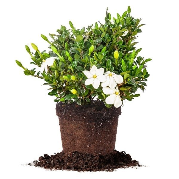 Gardenia Planting Guide | How to Care for Gardenias | Perfect Plants