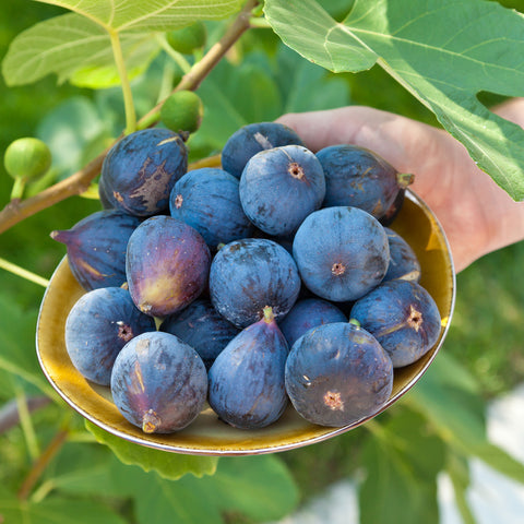 LSU Purple Fig Tree dark purple figs in a bowl near fig tree