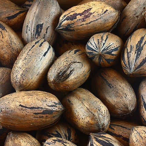 Kanza Pecans brown pecans in shell