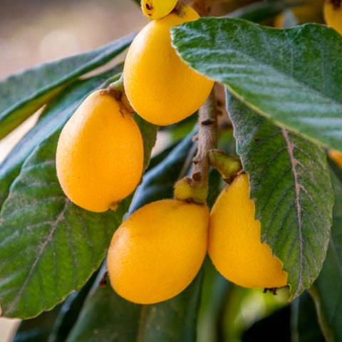 Japanese Loquat tree yellow fruit growing on tree