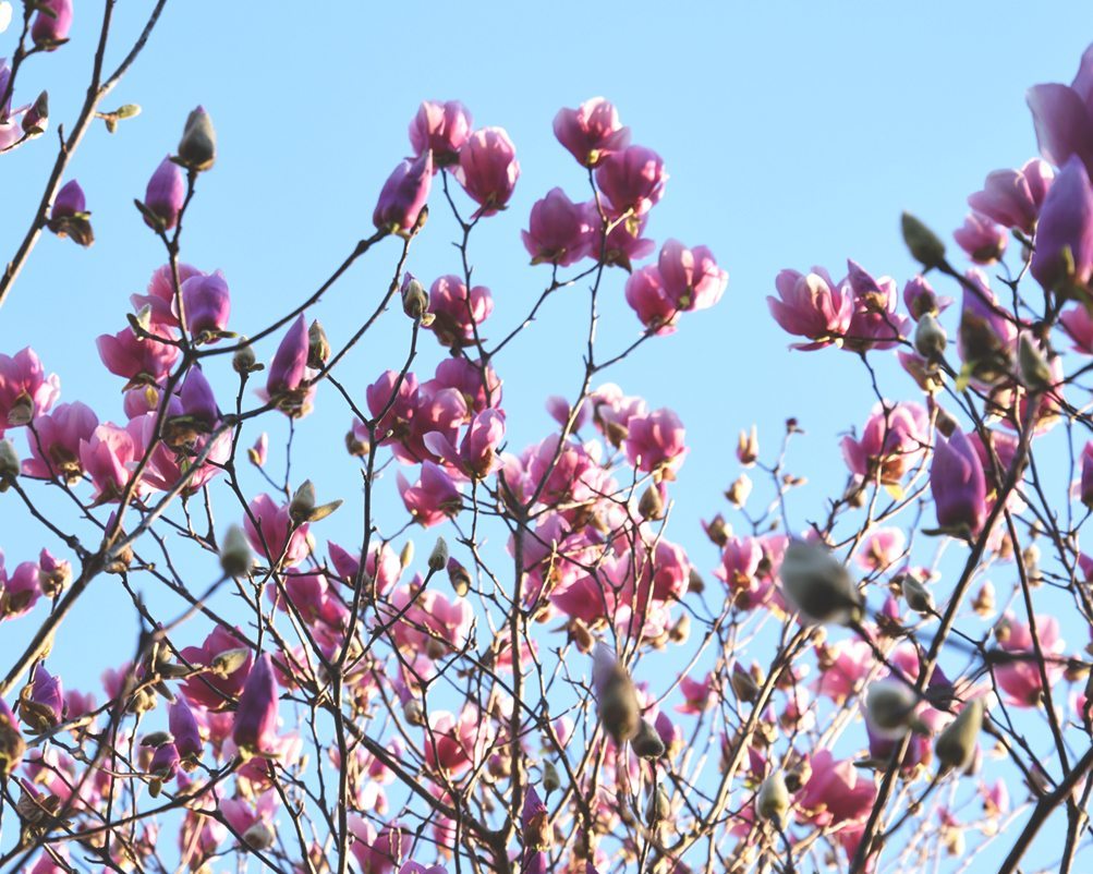Top 5 Early Spring Flowering Trees