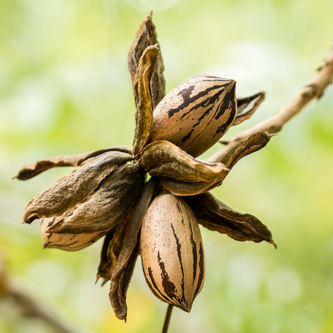 Mandan Pecan brown pecans growing on tree branch