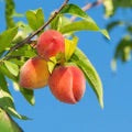 O'Henry Peach growing on peach tree with green leaves and blue sky