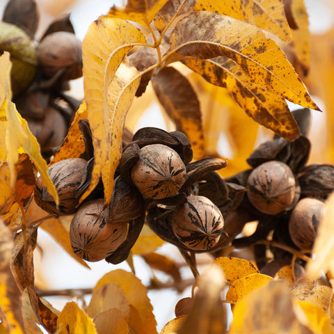 Oconee Pecan brown pecans growing on pecan tree with orange leaves