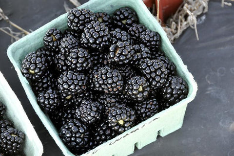 ouachita blackberry plant as a best gift for plant lover