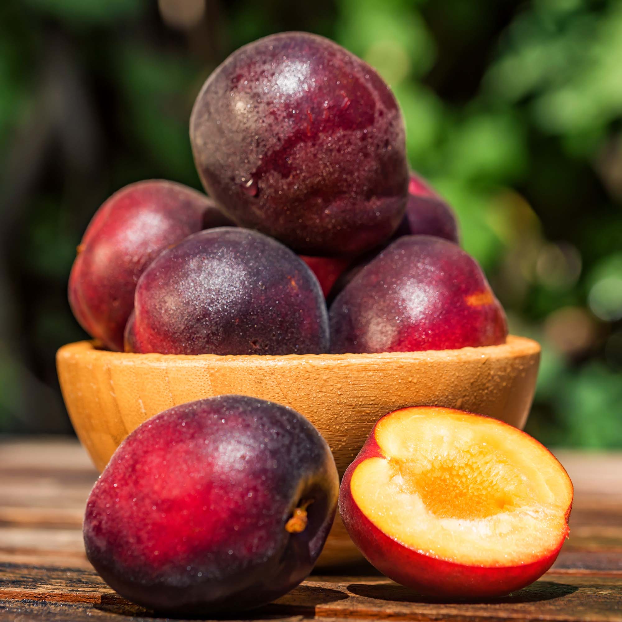 Image of Spring Satin Plumcot Tree