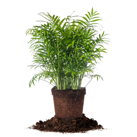 Parlor Palm Tree tropical green houseplant