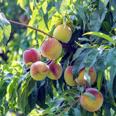 White Lady Peaches Peach Tree