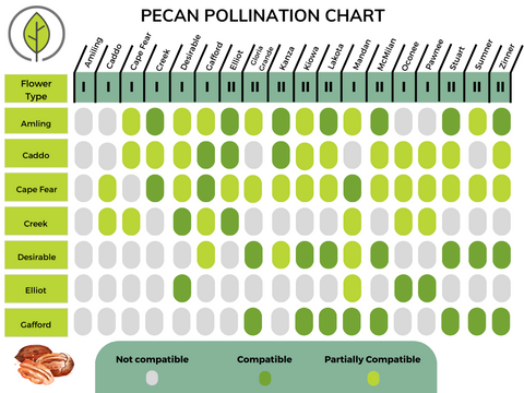 pecan pollination chart