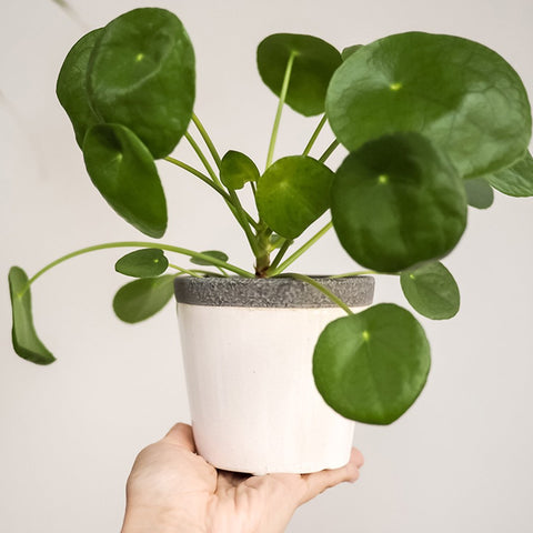 pilea plant as a best gift for plant lover
