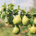 Orient Pear growing and hanging on tree