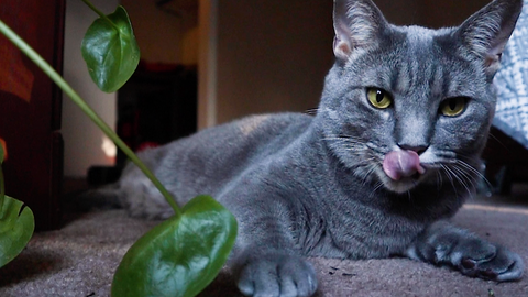 what plants are poisonous to cats and what plants are safe for cats