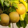 Shinko Pear growing and hanging on tree in sunshine