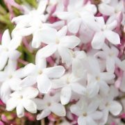 white flowers stephanotis