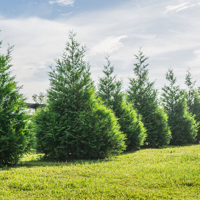 Emerald Green Arborvitae for Sale  Know Before You Buy - PlantingTree