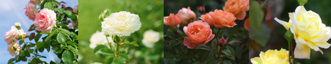 different color roses, pink. white. blush. yellow