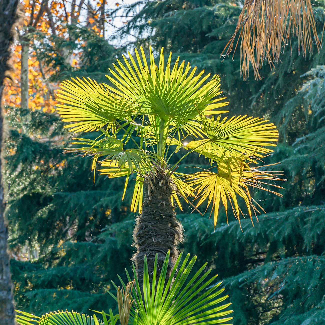 Image of Windmill Palm Tree