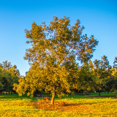 Zinner Pecan tree growing in orchard in sunshine