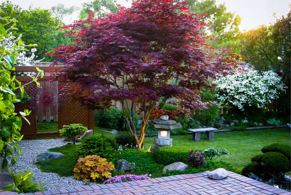 Image of Dwarf Japanese plum tree for front yard