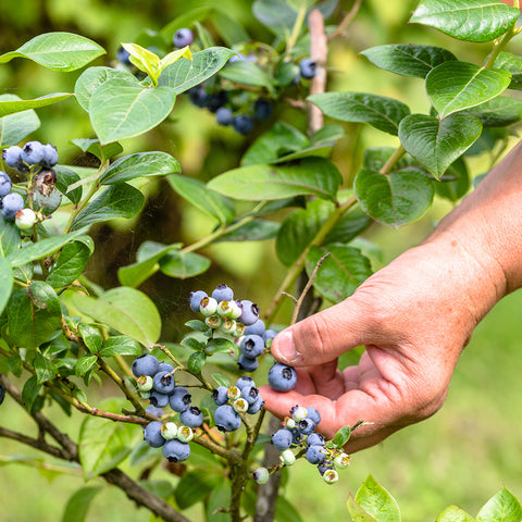 picking blueberry bushes for sale